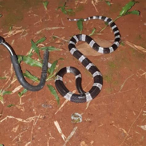 Ular ini hidup di sepanjang sungai baleh di kalimantan, menurut berbagai sumber ular itu anaconda tidak berbisa. Ular Weling Masuk 4 Besar Ular Paling Berbisa di Dunia