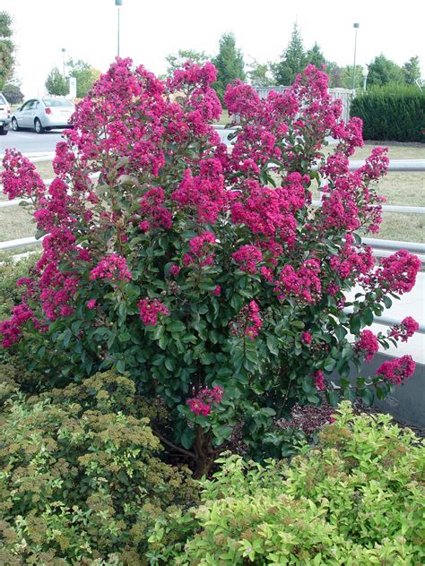 Crape Myrtle Tree Or Shrub Low Maintenance Blooms All Summer