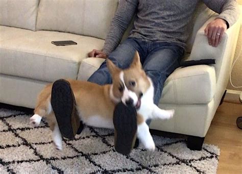 A Little Corgi Dog Happily Rides Up And Down On His Humans Flexing