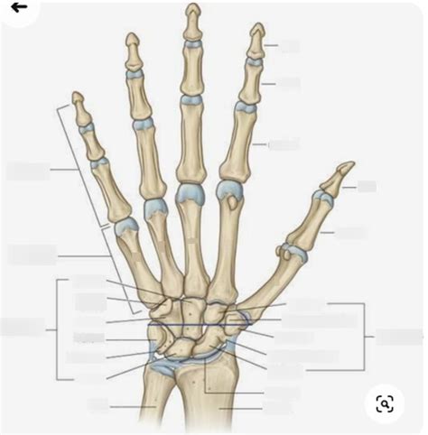 Hand Bony Anatomy Diagram Quizlet