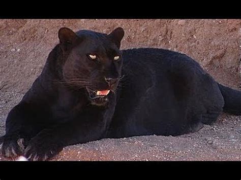 What Kind of Noise Does a Panther Make