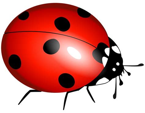 Clipart Ladybug Ladybirds BoruÅ¾Ä— Ladybird Ladybug Insect Art