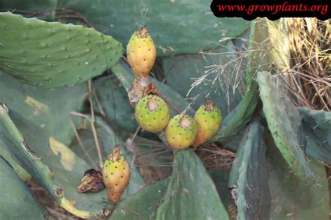 What is nopal, also known as prickly pear cactus? Prickly pear - How to grow & care