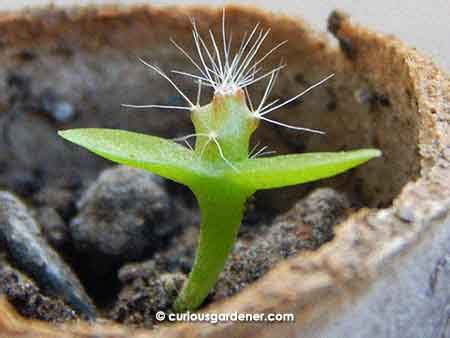 Make your list online and visit your local sprouts. Progress of the dragonfruit seedlings | The Curious Gardener