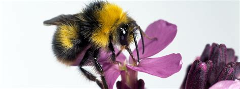 Common Uk Bumblebees Id Guide Natural History Museum