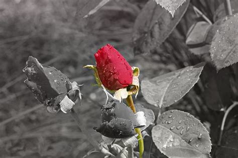 безплатни снимка на червени рози снимкине Piqsels