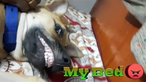 Loki Vs My Husband Bed Sharing Fight With My Dog Loki Boy Tamil