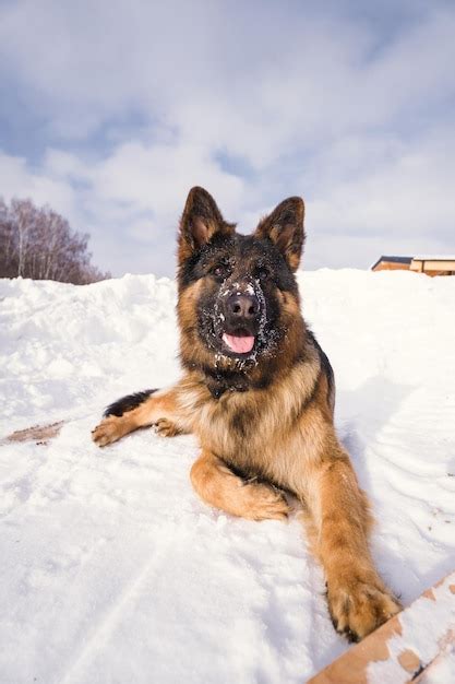 Premium Photo A German Shepherd Dog Laying In The Snow