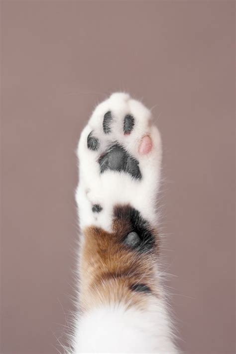 30 Best Cats Paws Images On Pinterest Fluffy Pets Kitty Cats And