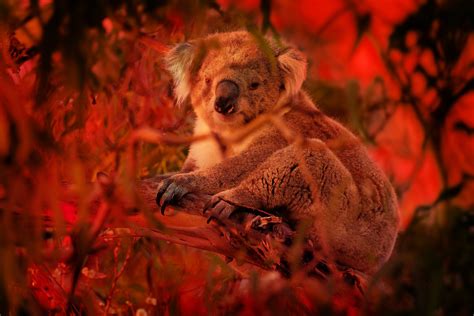 Australias Koalas Are ‘sliding Towards Extinction Wired