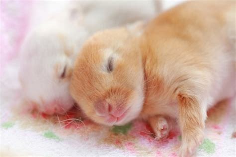 10 Easy Hamster Care Tips For A Happy Hammy Guide