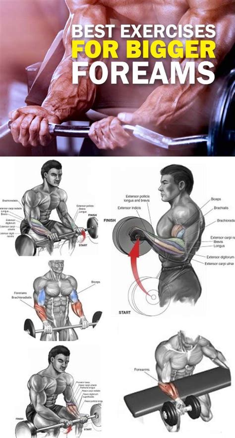3 Of The Best Exercises Your Forearm Online Fitness And Bodybuilding