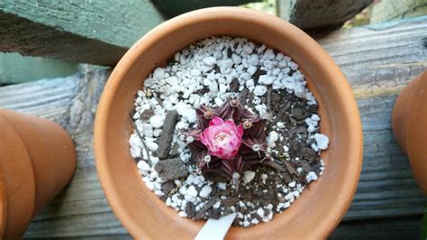 Christmas cactus blooms are triggered by short days and/or cool nights. Hooray! Plants!: Can a purple "Moon Cactus" survive on it ...