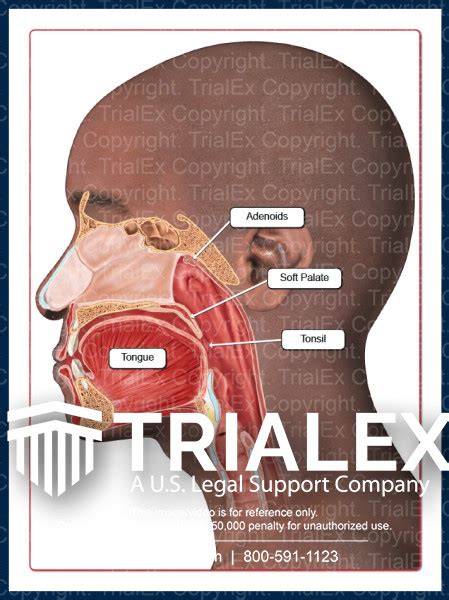 Mouth Anatomy Trialexhibits Inc