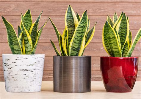 How To Grow And Care For Snake Plants Indoor Gardening