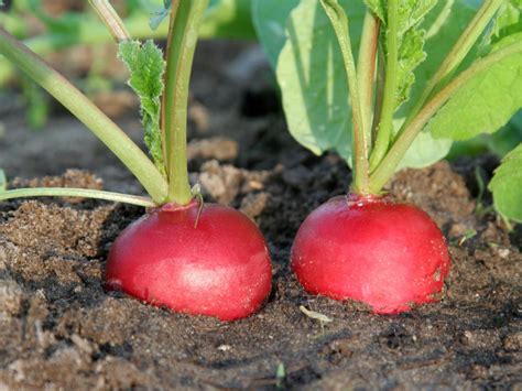 Radishes are a rich source of vitamins, including vitamin c and those from the b group. Growing Rapid Radishes | DIY