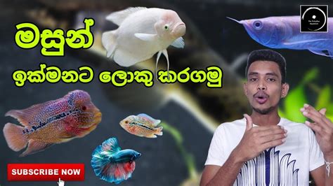 How To Grow Fish Faster මසුන් ඉක්මනට ලොකු කරගමු In Sinhala The