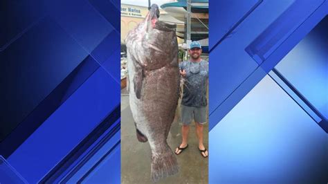 Florida Fisherman Catches Massive Lb Grouper