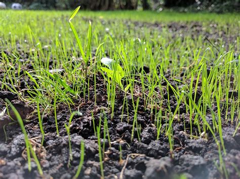 Top Tips For Growing Lawn From Seed Au