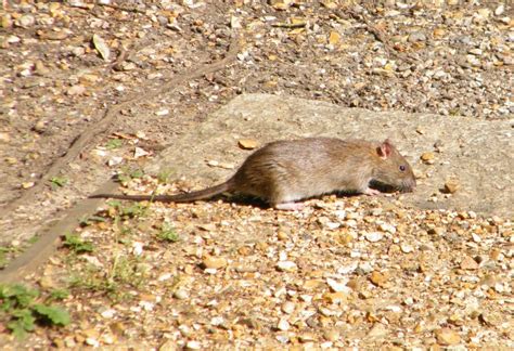 Brown Rat Rattus Norvegicus Species Information Page