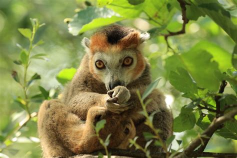 Crowned Lemur July 2021 Zoochat