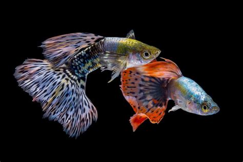 Check spelling or type a new query. Selain Cupang, Ada 7 Jenis Ikan Hias yang Juga Menarik
