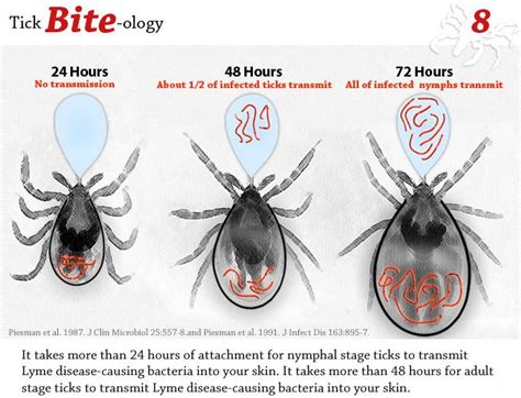 Five Common Diseases Spread By Ticks