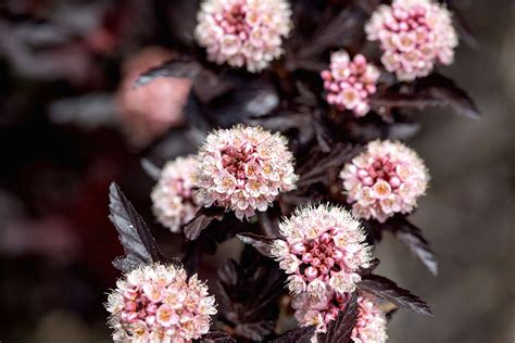 12 Low Maintenance Flowering Shrubs To Plant In The Fall For Gorgeous