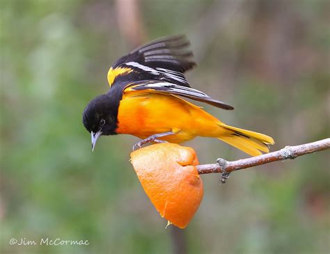 Ohio Birds And Biodiversity: Nature: Orange You Glad You Saw Lots Of 2AB