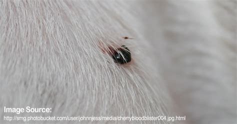 Black Blood Filled Bump On Dog
