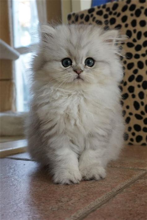 Find persian kitten in cats & kittens for rehoming | find cats and kittens locally for sale or adoption in ontario : 20+ Persian Cat Kittens That Will Melt Your Heart ...