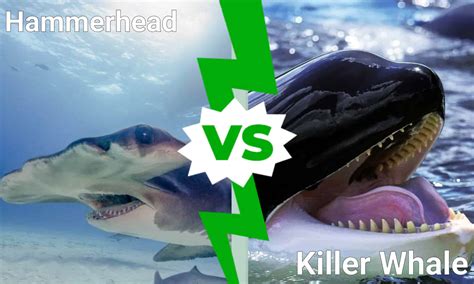 Epic Deep Sea Battles The Largest Hammerhead Ever Vs A Killer Whale