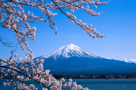 Sakura And Fuji On Behance