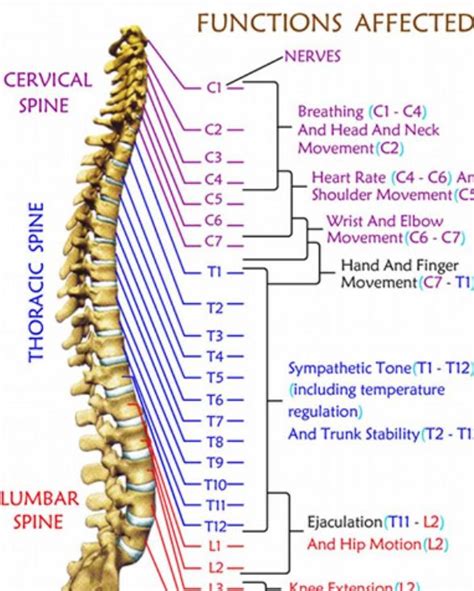 The Spine And Its Connections Human Anatomy And Physiology Basic