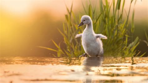 1366x768 Baby Swan 4k 1366x768 Resolution Hd 4k Wallpapers Images