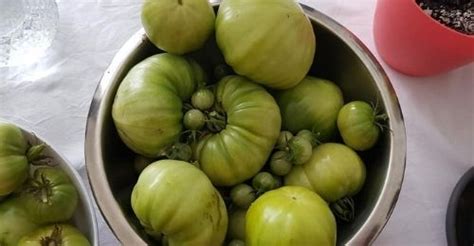 Que faire avec des tomates vertes