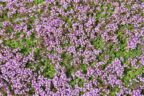 How To Plant Grow And Care For Red Creeping Thyme