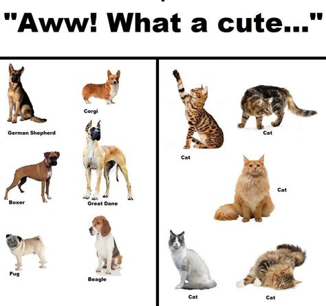 Comprehensive Guide To Different Dog And Cat Breeds Cat Vs Dog Cat