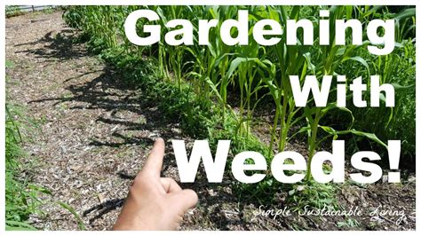 Gardening With Weeds Youtube