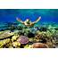 Coral Reef Wallpapers  Free HD Desktop Widescreen Images