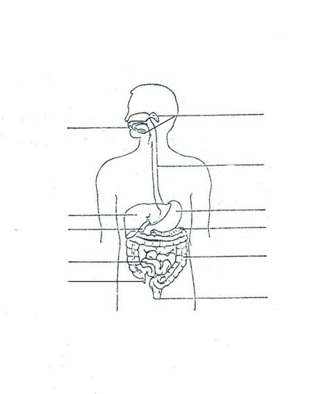 Digestive System Diagram 1 Diagram Quizlet
