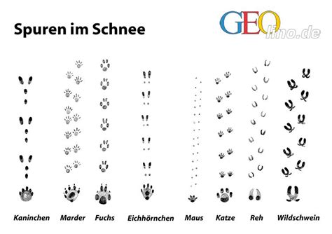 There is a printable worksheet available for download here so you can take the quiz with pen and paper. Spieletipps für Kinder im Januar | Tierspuren im schnee ...