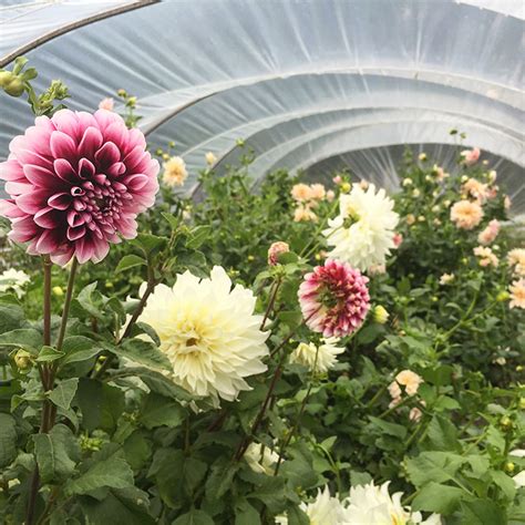 How To Care For Dahlias After They Bloom Justagric