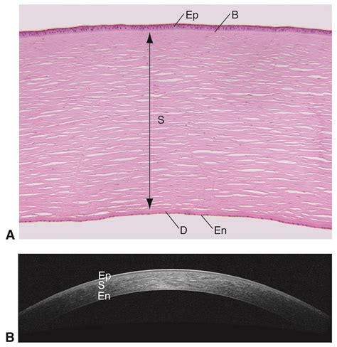 Five Layers Of The Cornea American Academy Of Ophthalmology