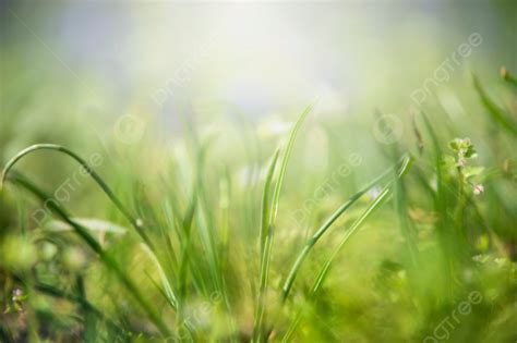 Close Up Of Green Summer Grass With Natural Light And Blurred Effects