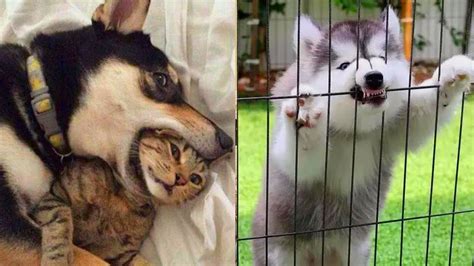 Pet Dog Hilarious Compilation 🐶dogs Wonderful Moment Funny Dog