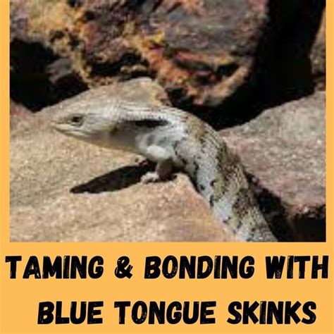 How To Tame A Blue Tongue Skink 5 Training Tips