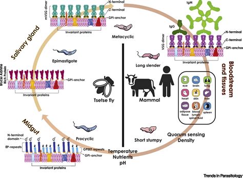 Trypanosoma Brucei Trends In Parasitology