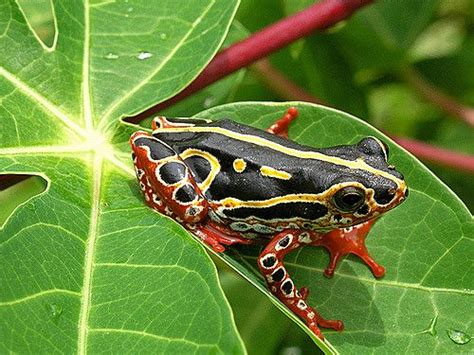 Common Reed Frog Hyperolius Viridiflavus Rãs Animais Salamandra