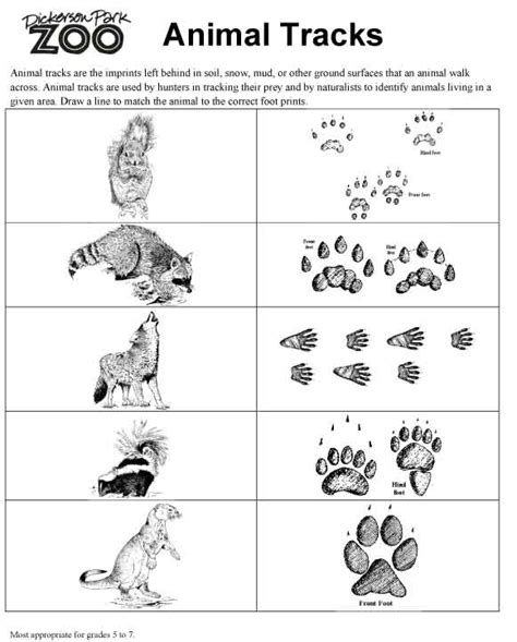 16 Animal Tracks Matching Worksheet